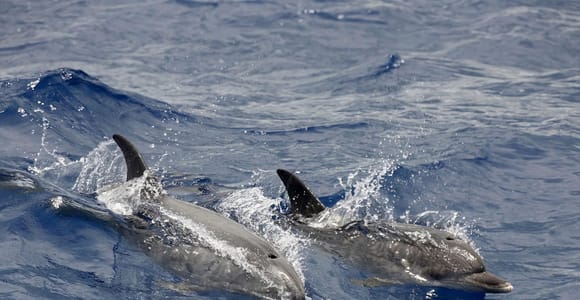 Zadar: Delfinbeobachtung mit Mittagessen und Getränken