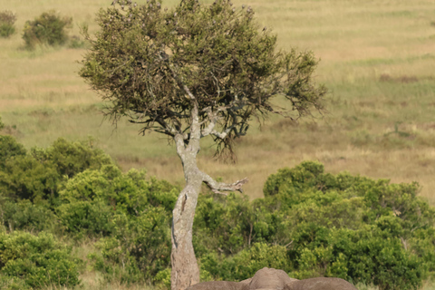 De Arusha: Visita a Tarangire, Serengeti e Lago Manyara