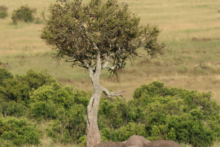 De Arusha: Visita a Tarangire, Serengeti e Lago Manyara