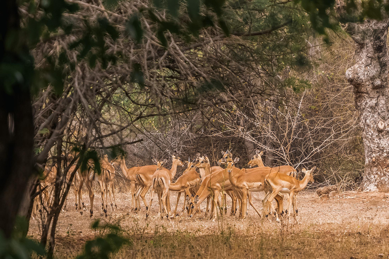 From Victoria Falls: Game drive & Rhino Walk Experience Private Tour