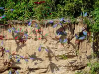 Tambopata National Reserve Tour 3 jours - Housity