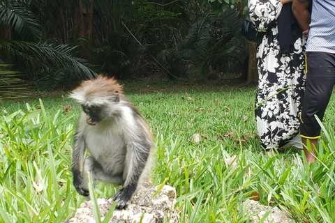 Zanzibar: Wycieczka do lasu Jozani i sanktuarium żółwi morskich