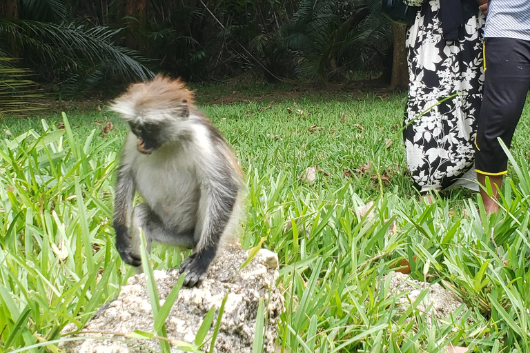 Zanzibar: Wycieczka do lasu Jozani i sanktuarium żółwi morskich