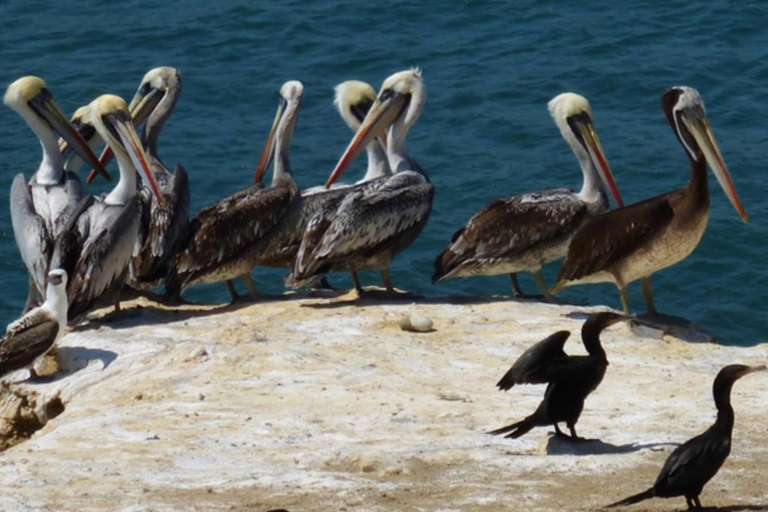 Tour dell&#039;isola Palomino: nuotare con i leoni marini e vedere la fauna selvaticaTour dell&#039;isola di Palomino: nuota con i leoni marini e osserva la fauna selvatica