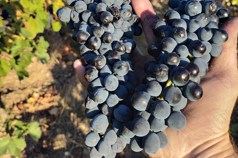 Beziers: Eco Wine Tasting at Sarabande Wines Off-Grid Winery