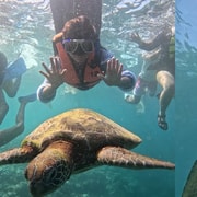 Cebu: Moalboal Sardine Run and Turtle Encounter Tour Cebu: Moalboal Sardine Run and Turtle Encounter Tour