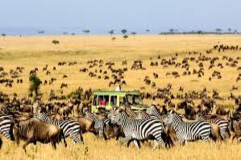 Arusha : 5 jours de safari au lac Manyara, au Serengeti et au Ngorongoro