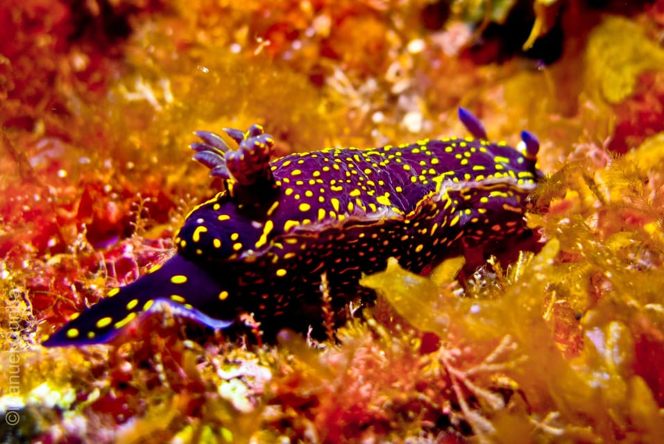 VILA FRANCA DO CAMPO FERRY intelligence overview