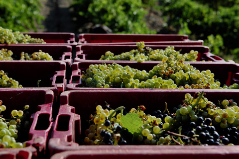 Beziers: Eco Wine Tasting at Sarabande Wines Off-Grid Winery