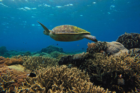Labuan Bajo: Komodo National Park Private Speedboat Charter