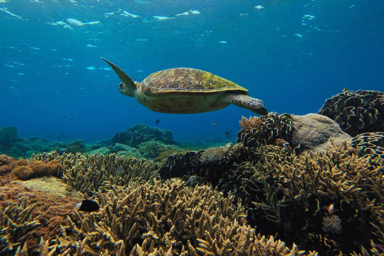 Labuan Bajo: Komodo National Park Private Speedboat Charter