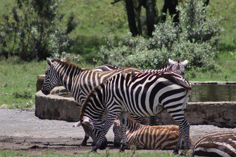 From Nairobi: Hell's Gate E-Bike/Quad Bike Tour & Boat Ride From Nairobi: Hell's Gate E-Bike & Crescent Island