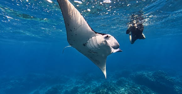 Nusa Penida: Snorkeling by Boat at Manta Point or Manta Bay