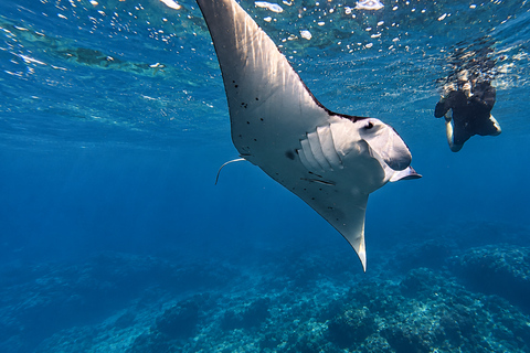 Nusa Penida: Snorkeling Tour to Manta Point or Manta Bay Shared Snorkeling Manta Bay Meet us in Nusa Penida