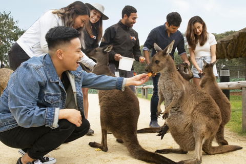 Blue Mountains Tour w/Lunch: Scenic World, Zoo & Koala Photo