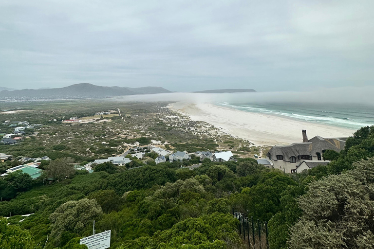 From Cape Town: Cape of Good Hope and Penguins Shared Tour