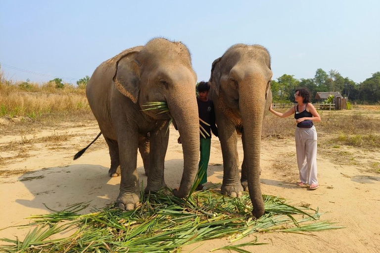 Siem Reap: Elephant Sanctuary Cambodia, Pickup and Drop Off