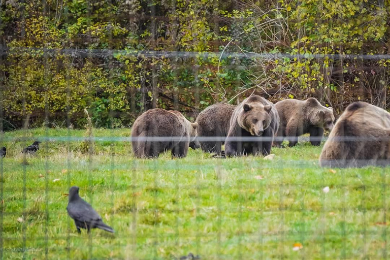 Brașov: Dracula's Castle, Bear Sanctuary, & Cave Tour