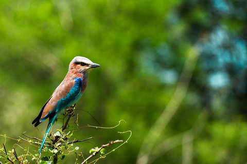 Z Zanzibaru: Safari w Selous G.R. z noclegiem i lotemwspólne safari