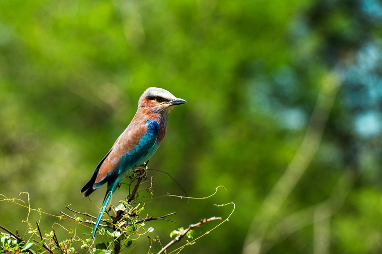 Z Zanzibaru: Safari w Selous G.R. z noclegiem i lotemwspólne safari