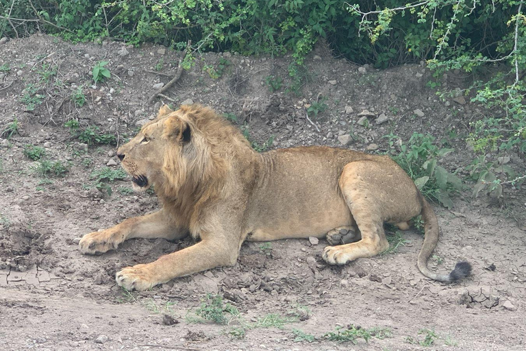 Nairobi National Park & Giraffe Centre Guided Tour
