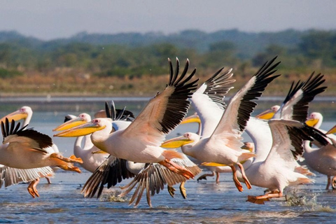 Kenia: 5 dni nad jeziorem Nakuru i Masai Mara