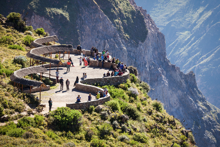 From Arequipa: Colca Canyon and Andean Wildlife Day Trip