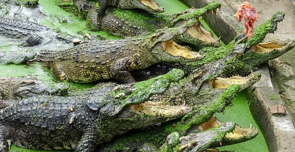 Siem Reap Crocodile Farm Tour with Pickup and Drop-Off