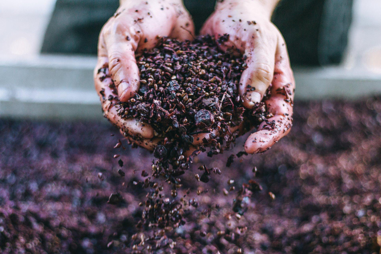 Visita dos bodegas en un día