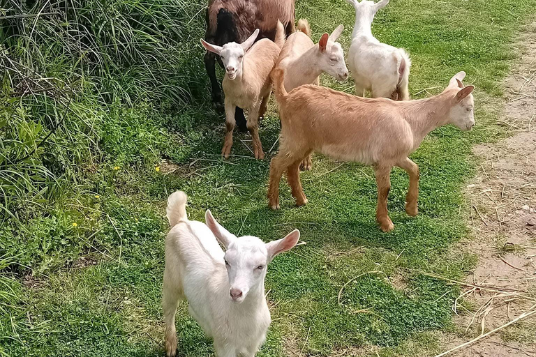 从地拉那出发：历史与自然的交汇——埃格纳提亚古道徒步之旅