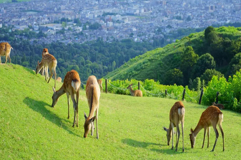 Discover Nara: The City of Deer, Temples & Timeless Beauty