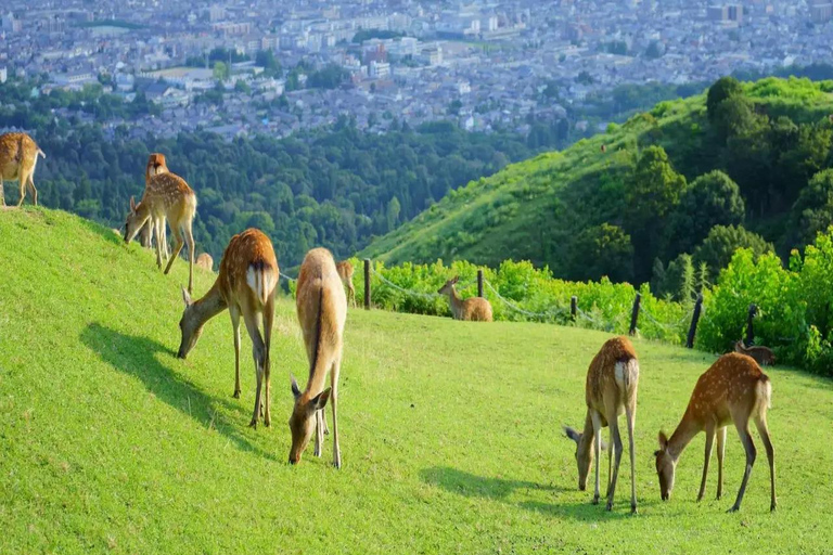 Discover Nara: The City of Deer, Temples & Timeless Beauty