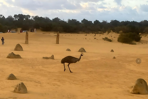Perth-Pinnacles Desert: High Tea & Dark Sky Astronomy Tour Pinnacles Desert Photog/ High Tea & Dark Sky Astronomy Tour