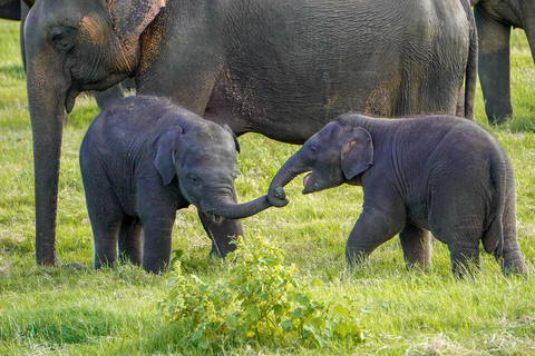 Minneriya: Full-Day 4x4 Safari, Secret Trails & Jungle Lunch Full Day Safari