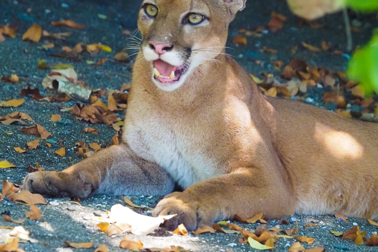 Uvita: Corcovado Rainforest & Wildlife Adventure