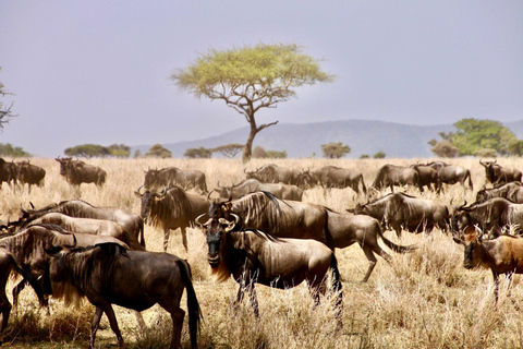 Z Zanzibaru: 2-dniowe safari w Serengeti z przelotami