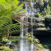 Mount Field National Park Russell Falls (6hr Private Tour)