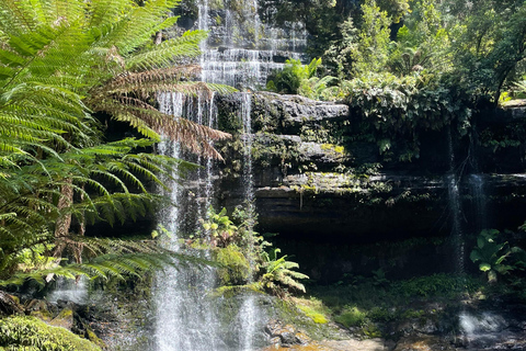 Mount Field National Park Russell Falls (6hr Private Tour)