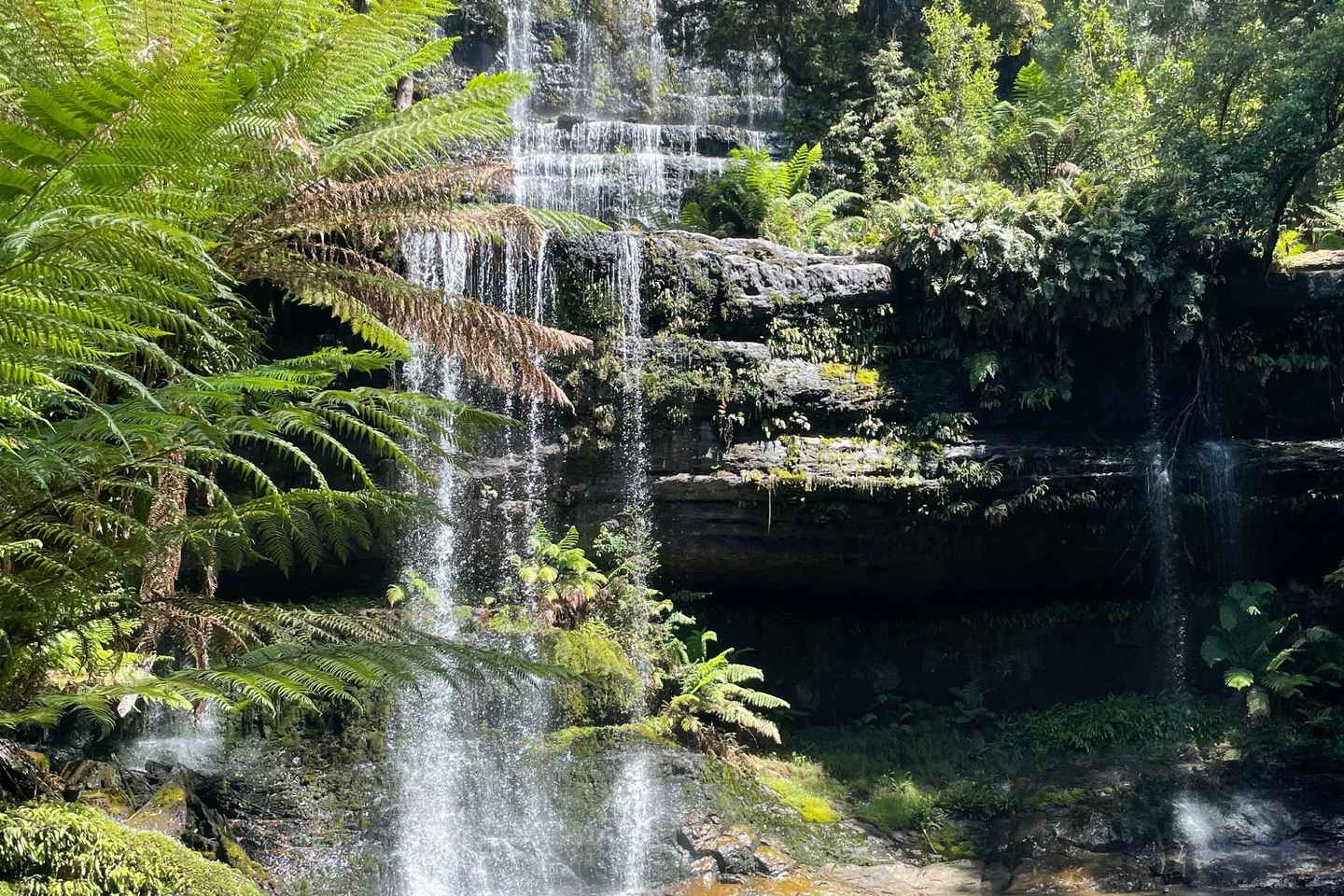 Mount Field National Park Russell Falls (6hr Private Tour) - Mount Field National Park Russell Falls (6hr Private Tour)