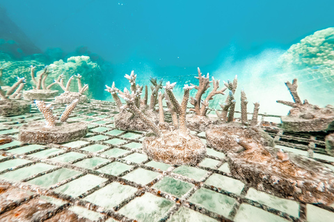 Fiji: Captain Cook Cruises - Day and Dinner Combo