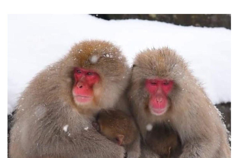 Depuis Tokyo et Nagano : Visite privée de luxe d&#039;une journée pour le singe des neiges