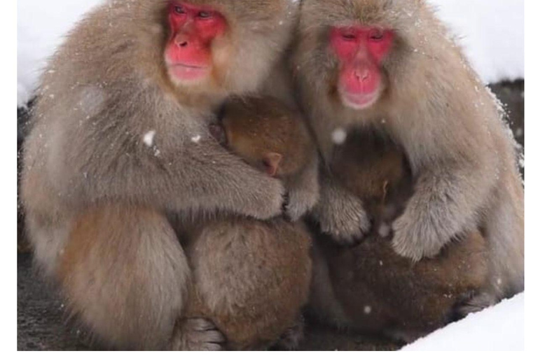 Depuis Tokyo et Nagano : Visite privée de luxe d&#039;une journée pour le singe des neiges