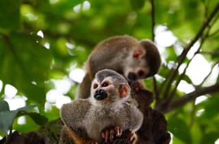 Manuel Antonio Park: Geführter Rundgang mit einem Naturalisten