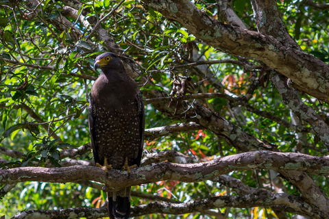 Anuradhapura: Wilpattu National Park Day Trip with entrance Anuradhapura: Wilpattu National Park Day Trip with ticket