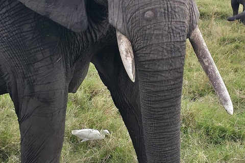 Nairobi: Masai Mara National Reserve Full-Day Safari