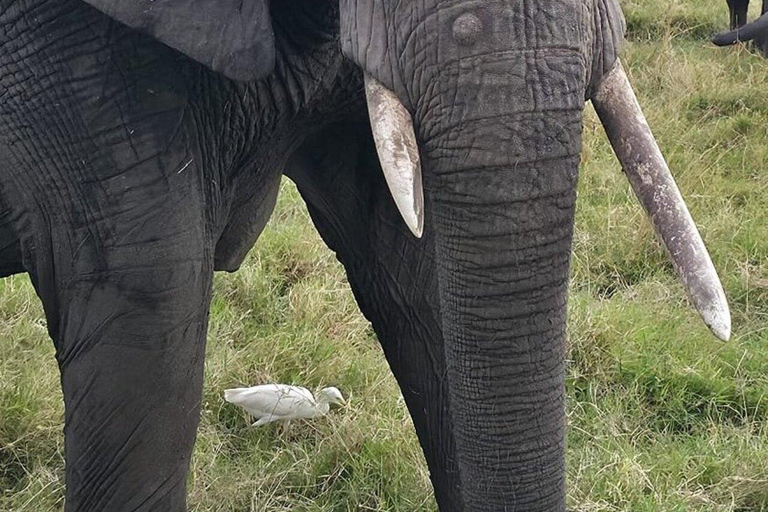 Nairobi: Masai Mara National Reserve Full-Day Safari