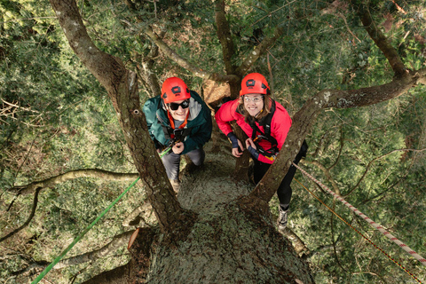 Vancouver Tree Climbing Tour: Canopy Expedition Adventure