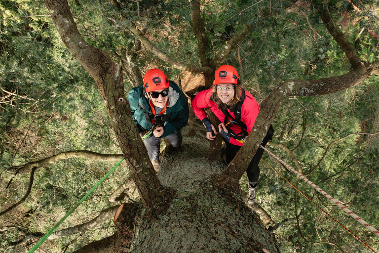 Vancouver Tree Climbing Tour: Canopy Expedition Adventure
