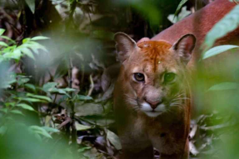 Amazonas Manu Zona Cultural 4 Días / 3 Noches