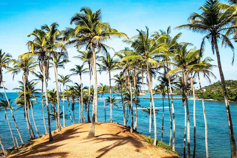 Sri Lanka Mirissa : Excursión de un día para avistar ballenas azules